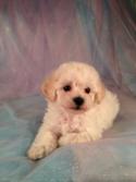 Male Bichon Poo #6 Born March 25th 2013|Sire- Bichon Dam- Poodle Ready By June 2013